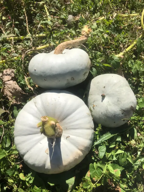 Kürbisse: Bleu de Hongrie