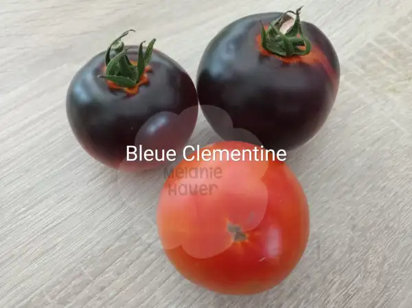 Tomaten: Bleue Clementine