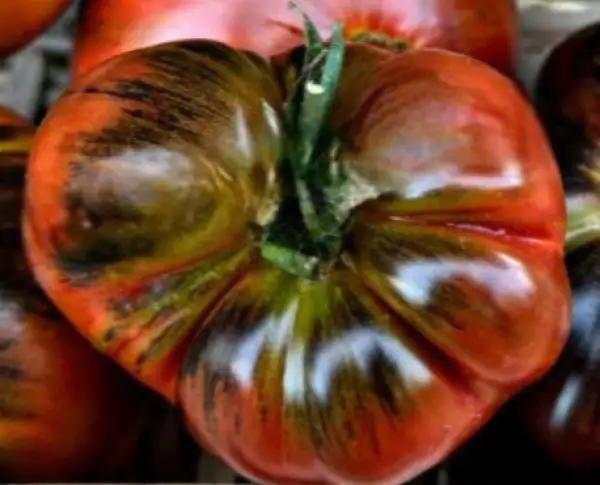 Tomaten: Bliss