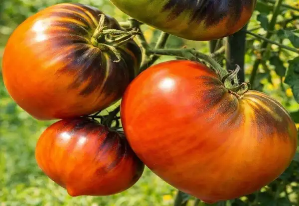 Tomaten: Bliss