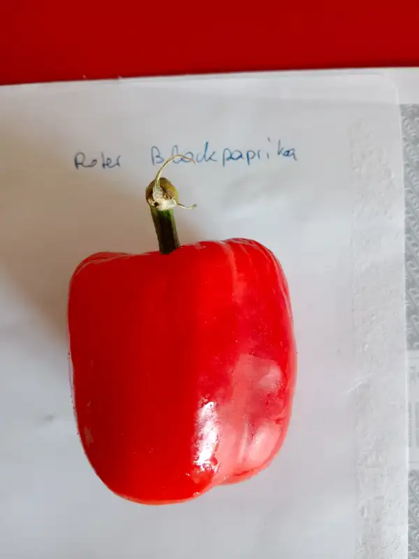 Chili / Paprika: Blockpaprika rot