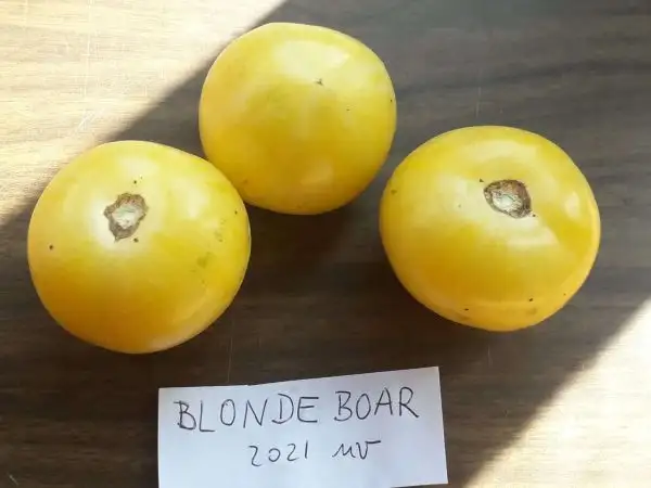 Tomaten: Blonde boar