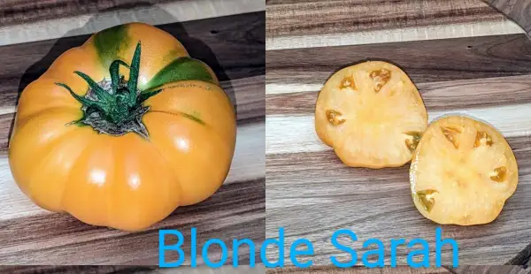 Tomaten: Blonde Sarah