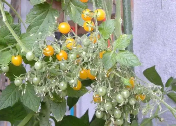 Tomaten: Blondköpfchen