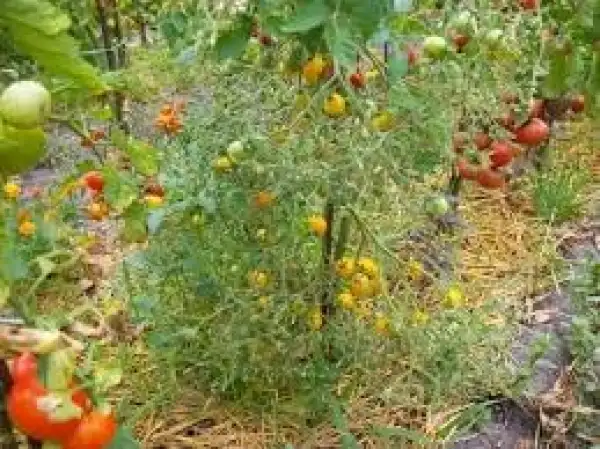 Tomaten: Blondköpfchen