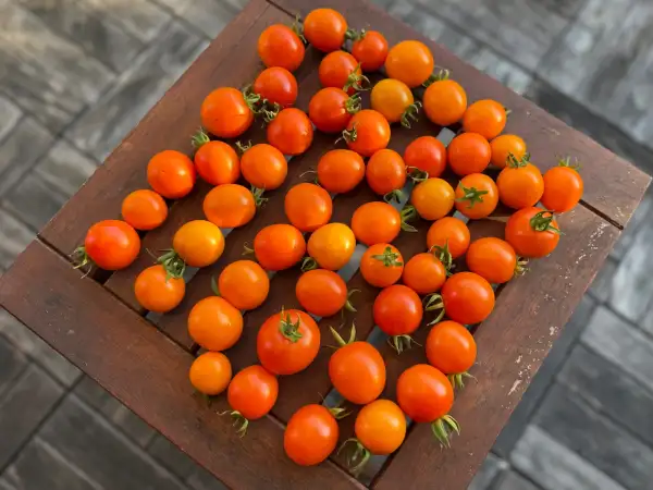 Tomaten: Blondköpfchen