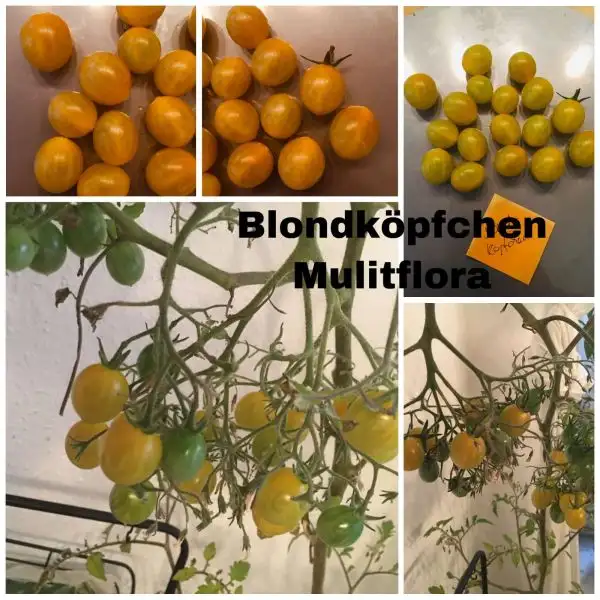 Tomaten: Blondköpfchen