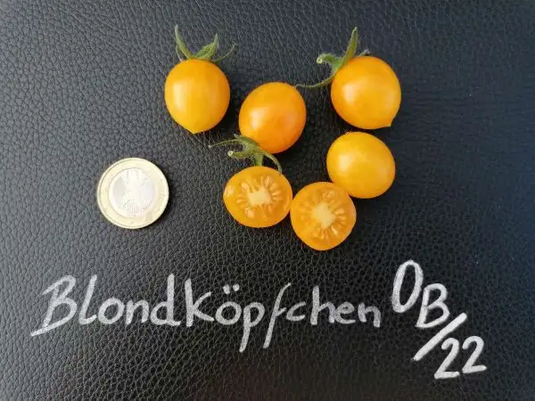 Tomaten: Blondköpfchen