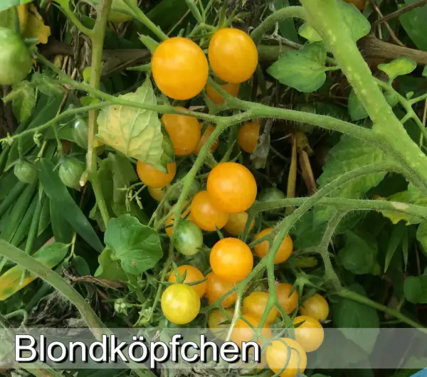 Tomaten: Blondköpfchen