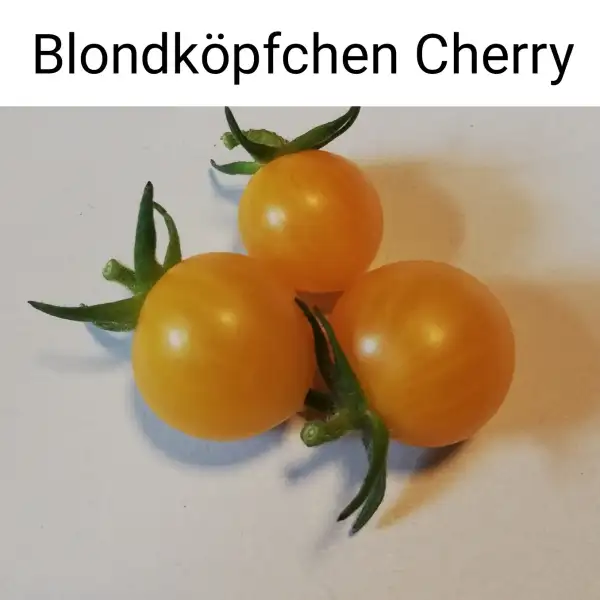 Tomaten: Blondköpfchen Cherry