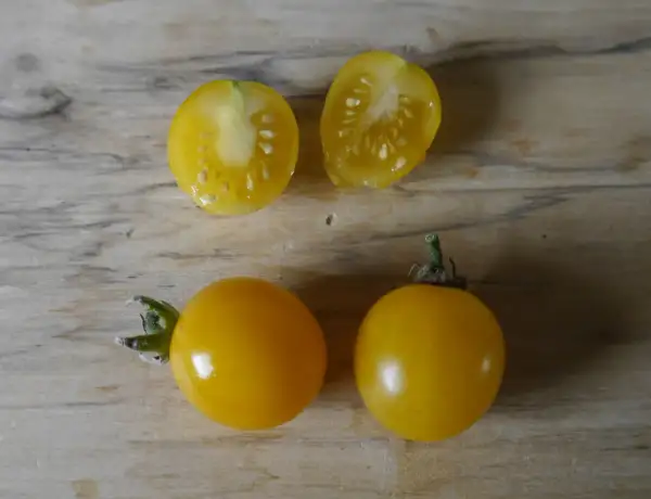 Tomaten: Blondköpfchen (Multiflora)