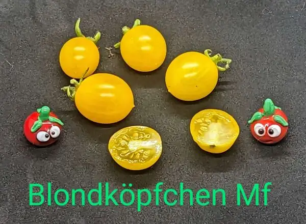 Tomaten: Blondköpfchen Multiflora