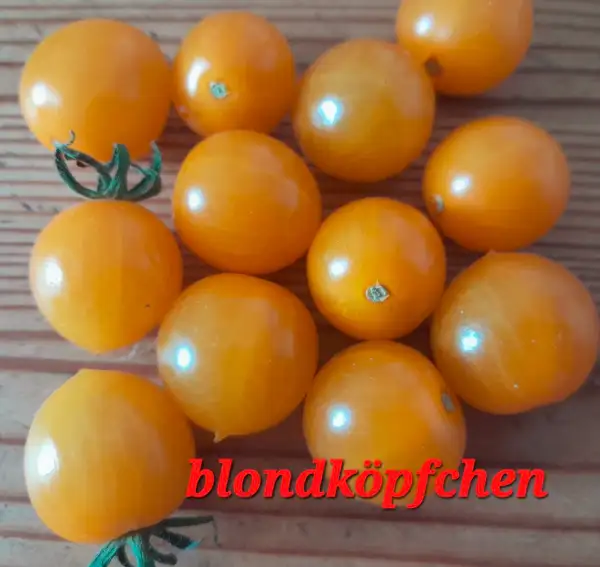 Tomaten: Blondköpfchen, Wildtomate