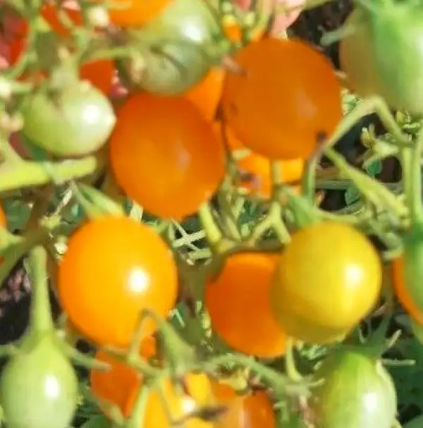 Tomaten: Blondköpfchen, Wildtomate