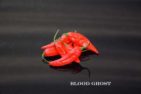 Chili / Paprika: Blood Ghost