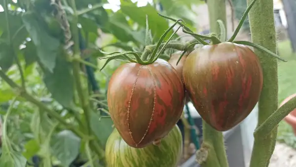 Tomaten: Blood Gulch