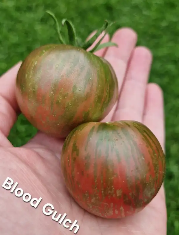 Tomaten: Blood Gulch
