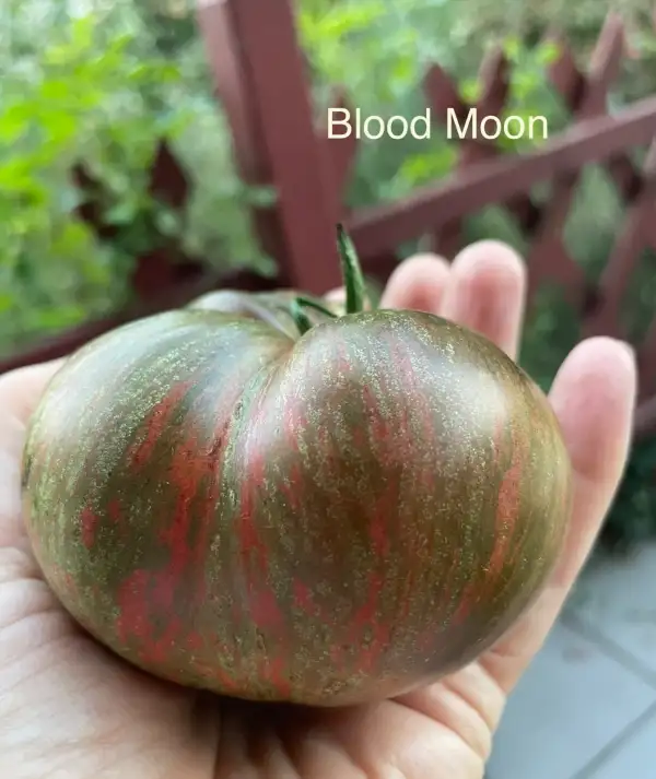 Tomaten: Blood Moon