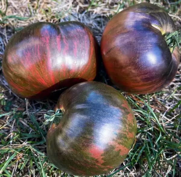 Tomaten: Blood Moon