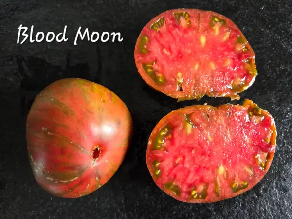 Tomaten: Blood Moon