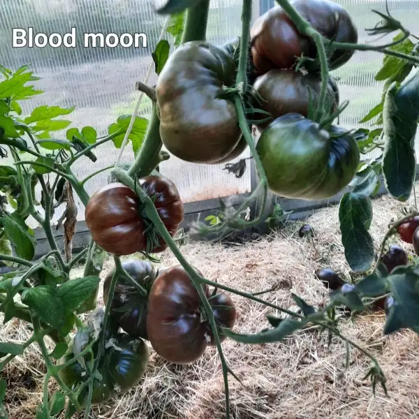 Tomaten: Blood Moon