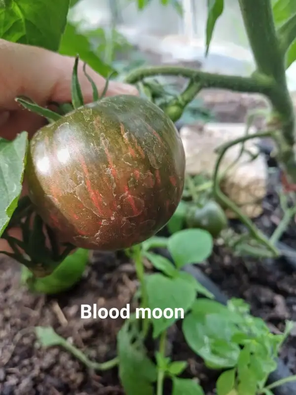 Tomaten: Blood Moon