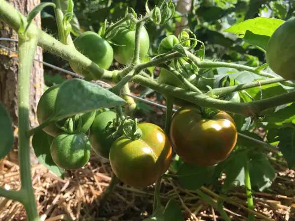 Tomaten: Bloody Butcher