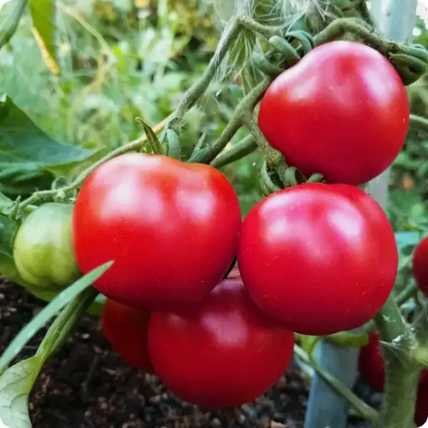Tomaten: Bloody Butcher