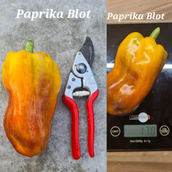 Chili / Paprika: Blot