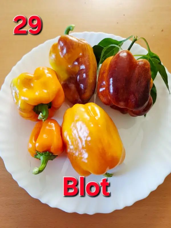 Chili / Paprika: Blot