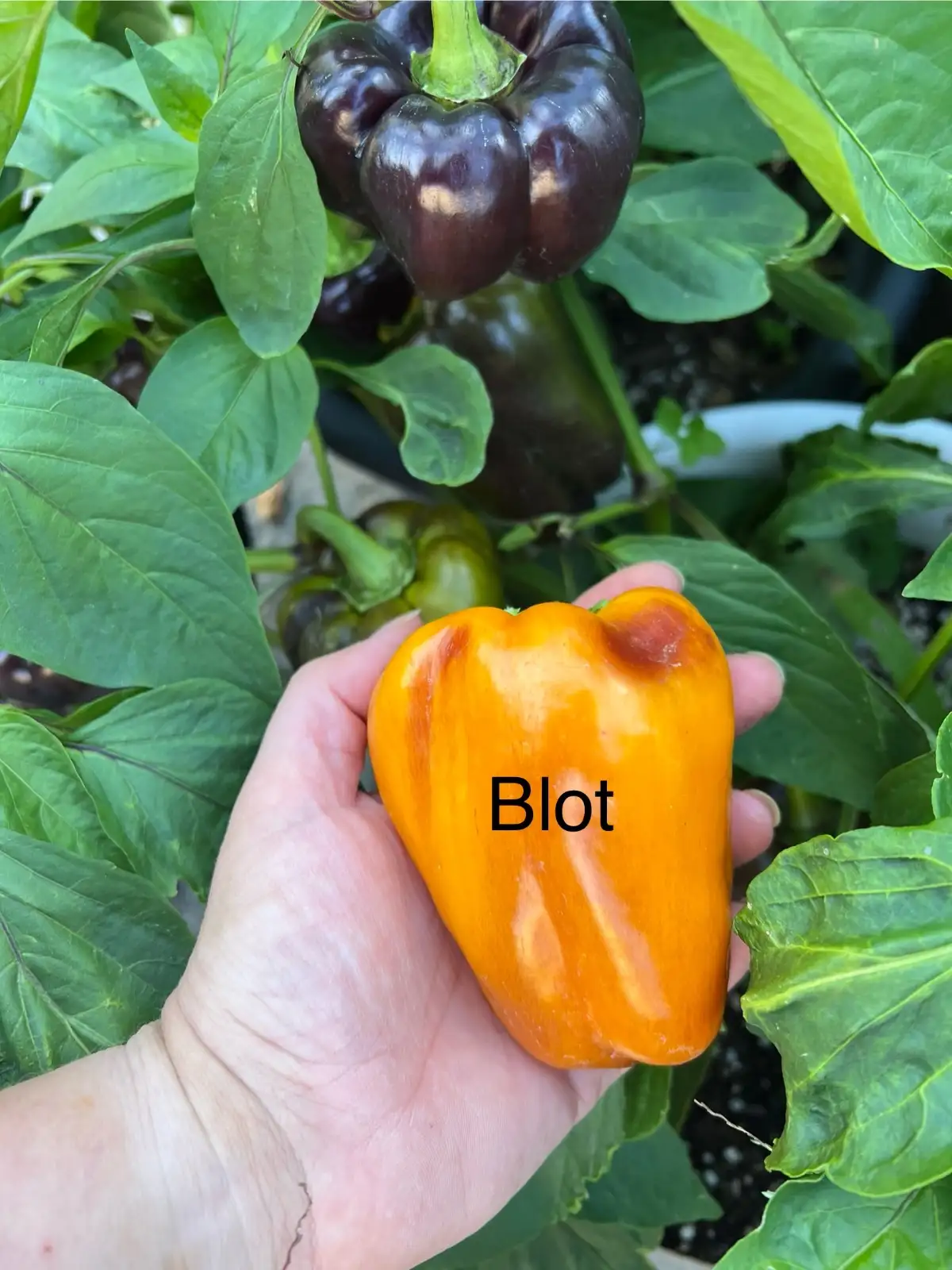 Chili / Paprika: Blot