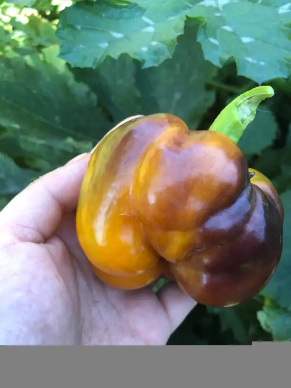 Paprika: Blot