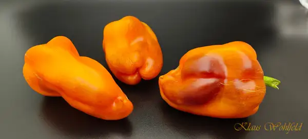 Chili / Paprika: Blot (Klyaksa)