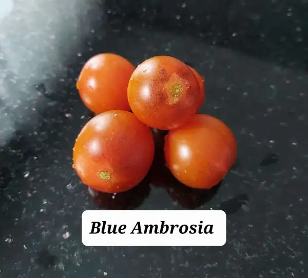 Tomaten: Blue Ambrosia