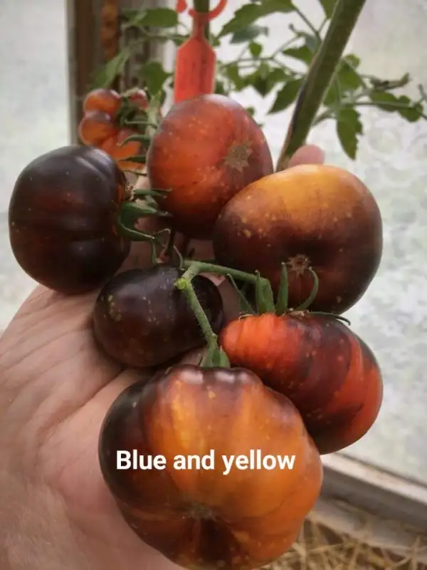 Tomaten: Blue and Yellow