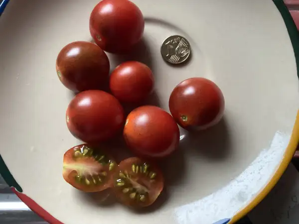 Tomaten: Blue Angel