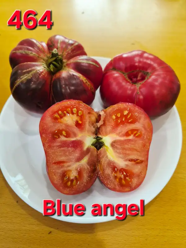Tomaten: Blue Angel