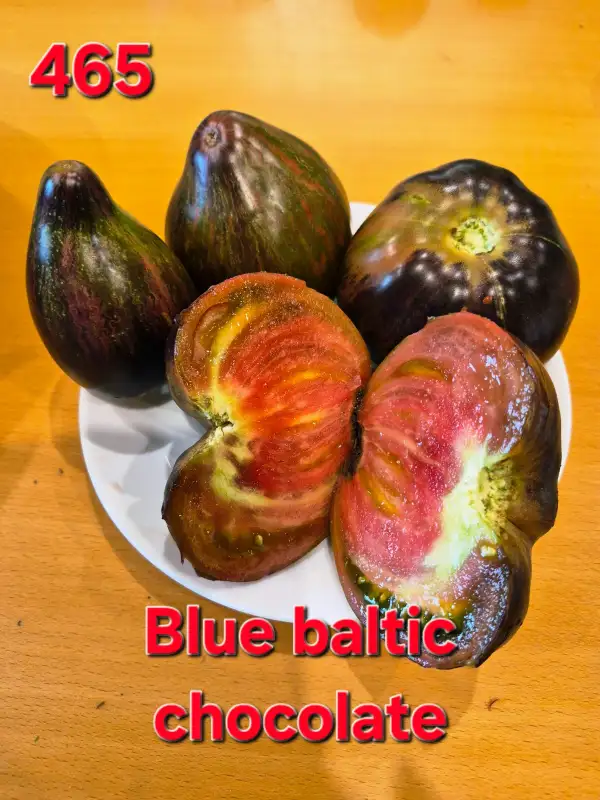 Tomaten: Blue baltic chocolate