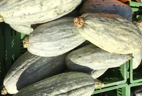 Kürbisse: Blue Banana