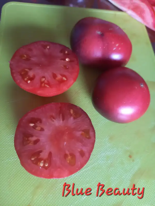 Tomaten: Blue Beauty