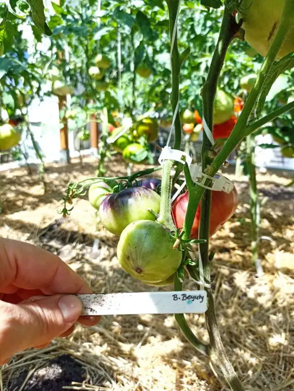 Tomaten: Blue Beauty