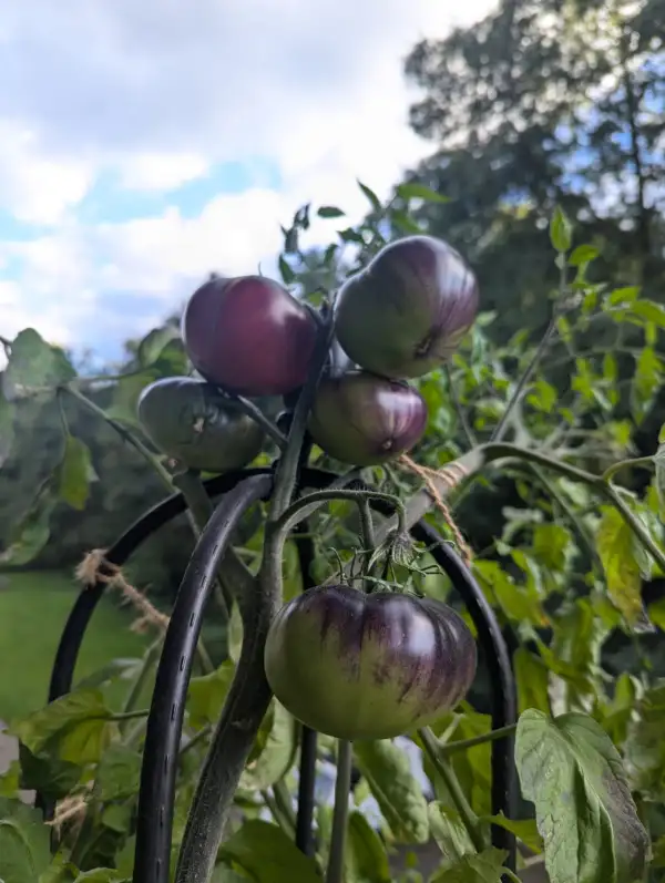 Tomaten: Blue Beauty