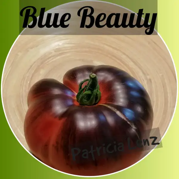 Tomaten: Blue Beauty