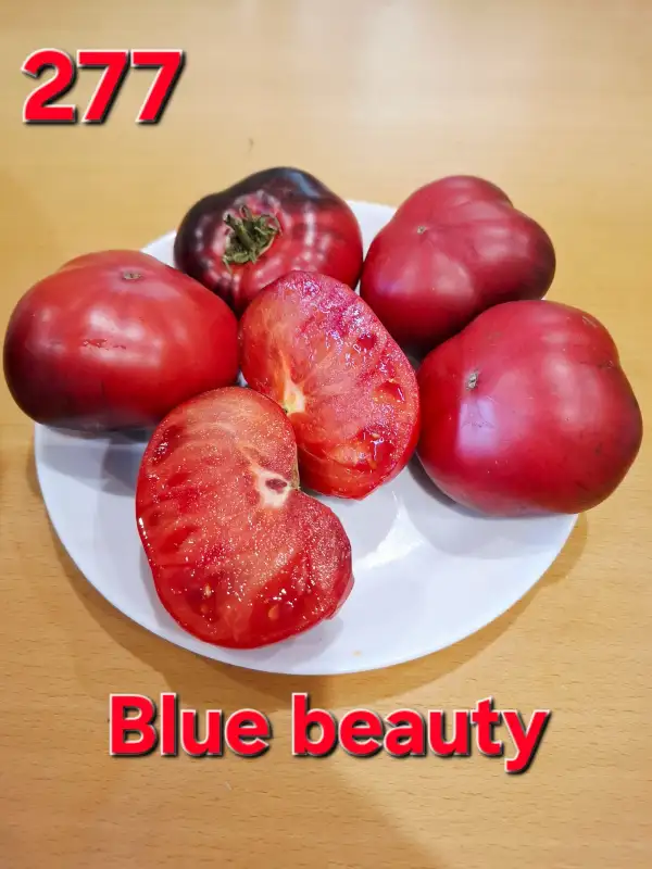 Tomaten: Blue Beauty