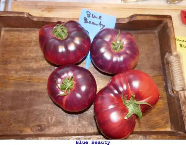 Tomaten: Blue Beauty