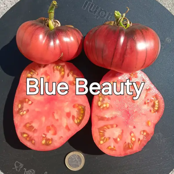 Tomaten: Blue Beauty