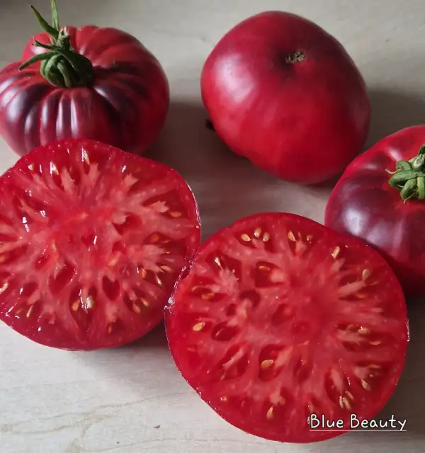 Tomaten: Blue Beauty