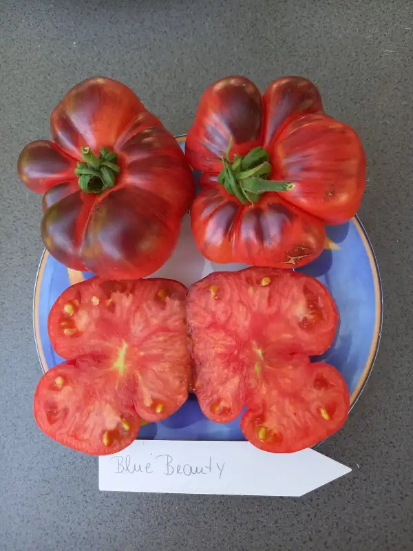 Tomaten: Blue Beauty