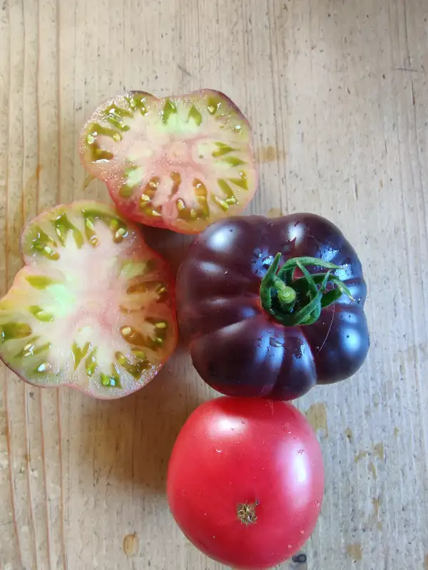 Tomaten: Blue Beauty