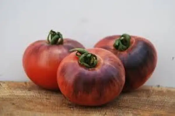 Tomaten: Blue Beauty